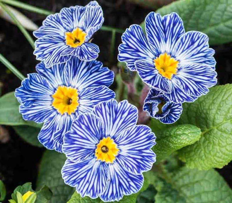 May include: Close-up of vibrant blue and white striped flowers with bright yellow centers. The flowers are surrounded by green leaves, creating a striking contrast. The petals have a delicate, textured appearance, showcasing nature's intricate design.