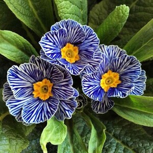 May include: Close-up of three blue and white striped primrose flowers with yellow centers, surrounded by green leaves. The flowers have a unique striped pattern, creating a striking visual contrast. The image showcases the natural beauty of the primrose.