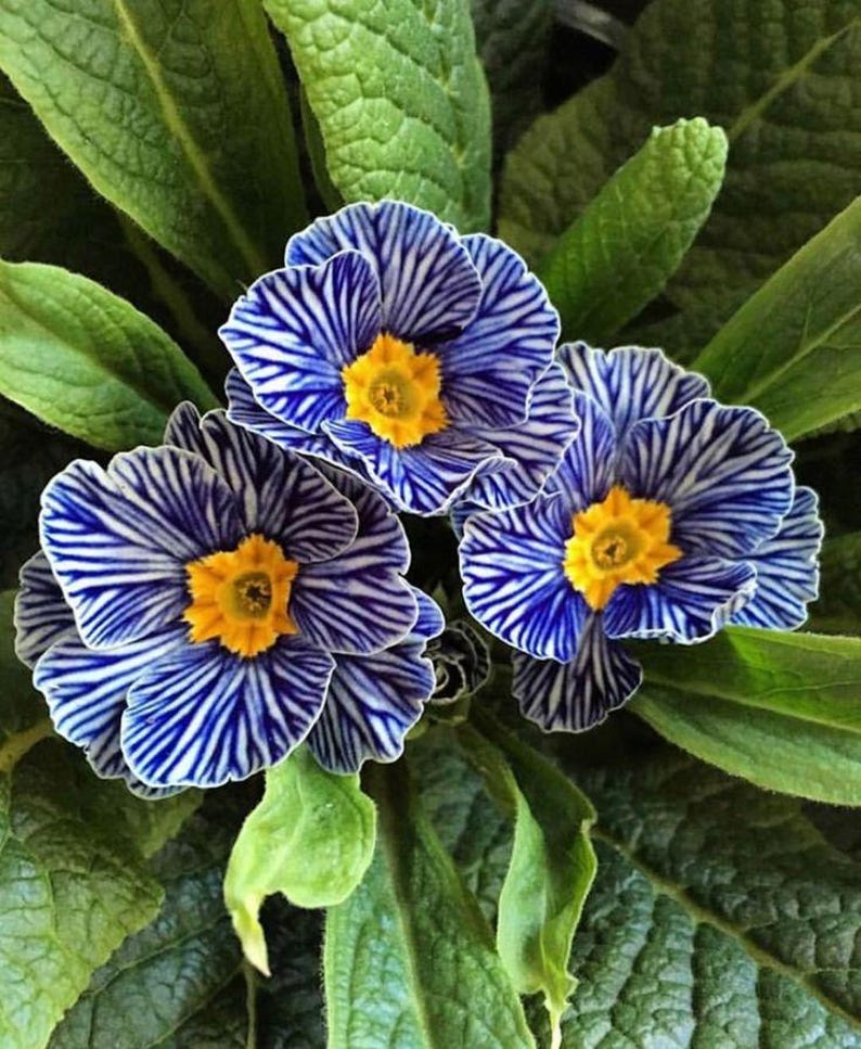 May include: Close-up of three blue and white striped primrose flowers with yellow centers, surrounded by green leaves. The flowers have a unique striped pattern, creating a striking visual contrast. The image showcases the natural beauty of the primrose.