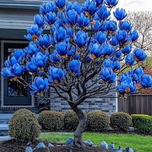 Könnte beinhalten: Ein Baum mit leuchtend blauen Blüten, vor einem Haus und einem gepflegten Rasen. Der Baum ist mit zahlreichen großen, blauen Blüten geschmückt, was einen beeindruckenden Anblick ergibt. Der Stamm ist dunkel, und die Blüten haben einen Hauch von Orange.
