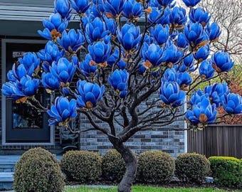 Magnolia Flower Seeds – Rare Blue Blooming Ornamental Tree Seeds, Perennial Garden Plant