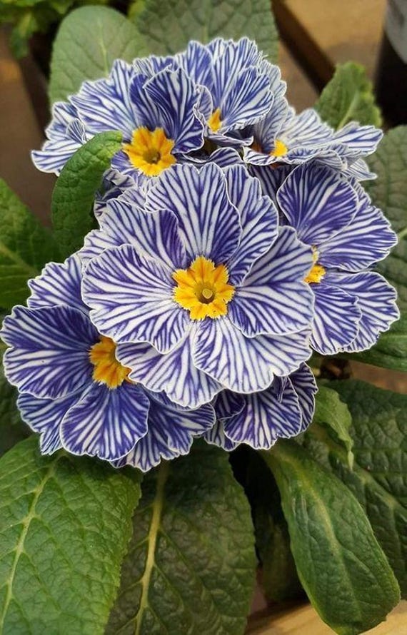 Blue Zebra Primrose Seeds | Rare Striped Perennial Flower for Shade Gardens