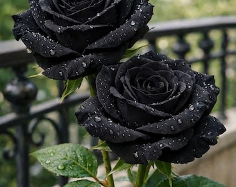 Rare Black Rose Seeds | Perennial Shrub Blooms | Ornamental Garden Plant