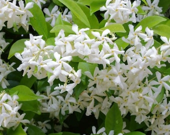 Stjärnjasmin 'Large Leaf' levande växt | Doftande vintergrön klätterväxt