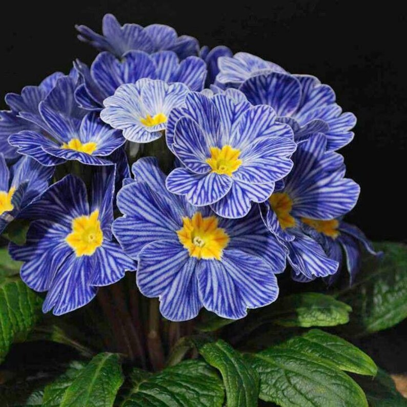 May include: A cluster of blue primrose flowers with white striped petals and bright yellow centers. The flowers are surrounded by green leaves, creating a vibrant contrast against the dark background. The image showcases the beauty of nature.