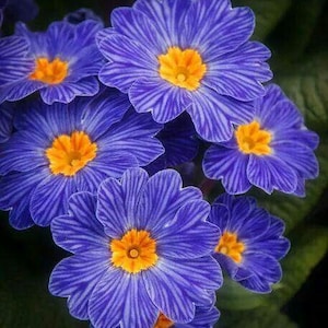 Blue Zebra Primrose Seeds | Rare Striped Perennial Flower for Shade Gardens image 7