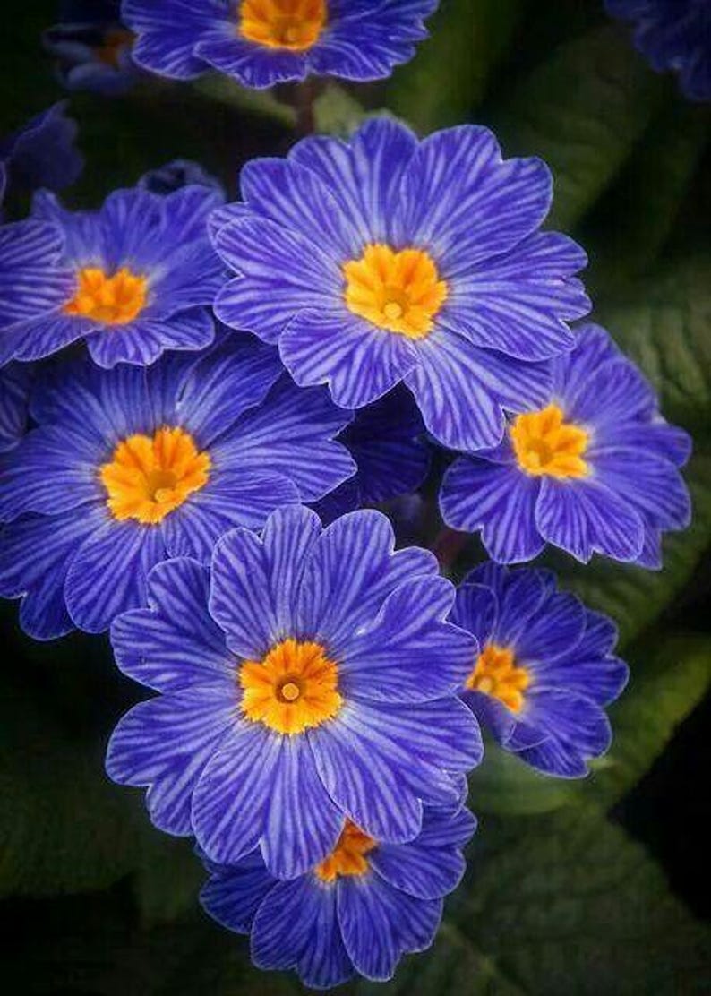 Blue Zebra Primrose Seeds | Rare Striped Perennial Flower for Shade Gardens image 7