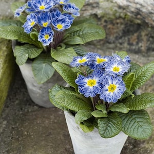 May include: Two potted primroses with vibrant blue and white striped petals and bright yellow centers. The flowers are surrounded by large, green leaves. The pots are a light gray color, and the background is a neutral stone.