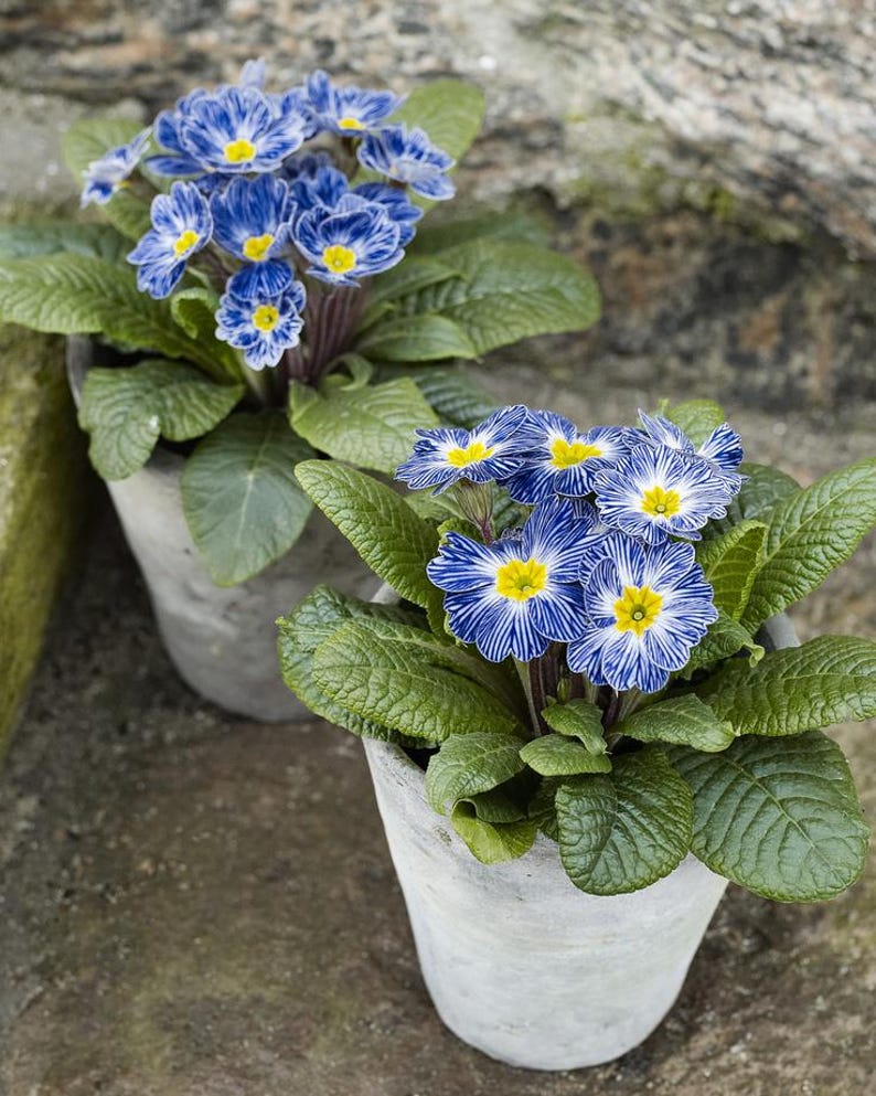 May include: Two potted primroses with vibrant blue and white striped petals and bright yellow centers. The flowers are surrounded by large, green leaves. The pots are a light gray color, and the background is a neutral stone.