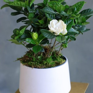 May include: A gardenia plant in a white ceramic pot. The plant has glossy green leaves and a single, fully bloomed white flower. A green bud is also visible. The pot sits on a gold-colored metal stand.