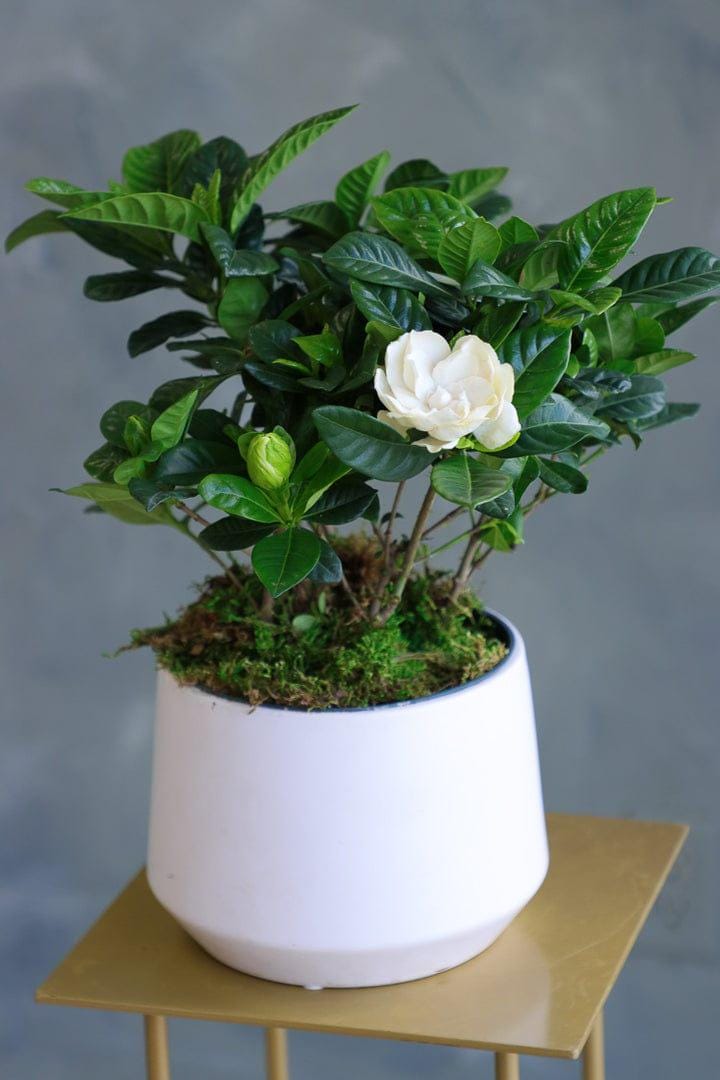 Indoor Gardenia Plants - Etsy