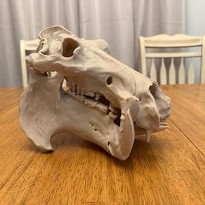 May include: A beige hippopotamus skull replica featuring prominent curved lower tusks, a set of visible molars, and large nasal cavities. The bone-colored model displays detailed anatomical textures and contours of the animal's cranium.