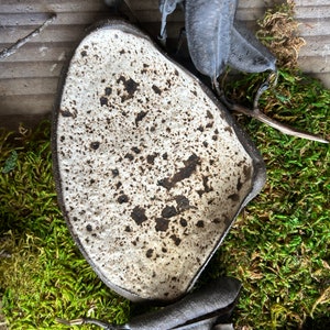 Plato de joyería junto al mar de cerámica Quahog Driftwood