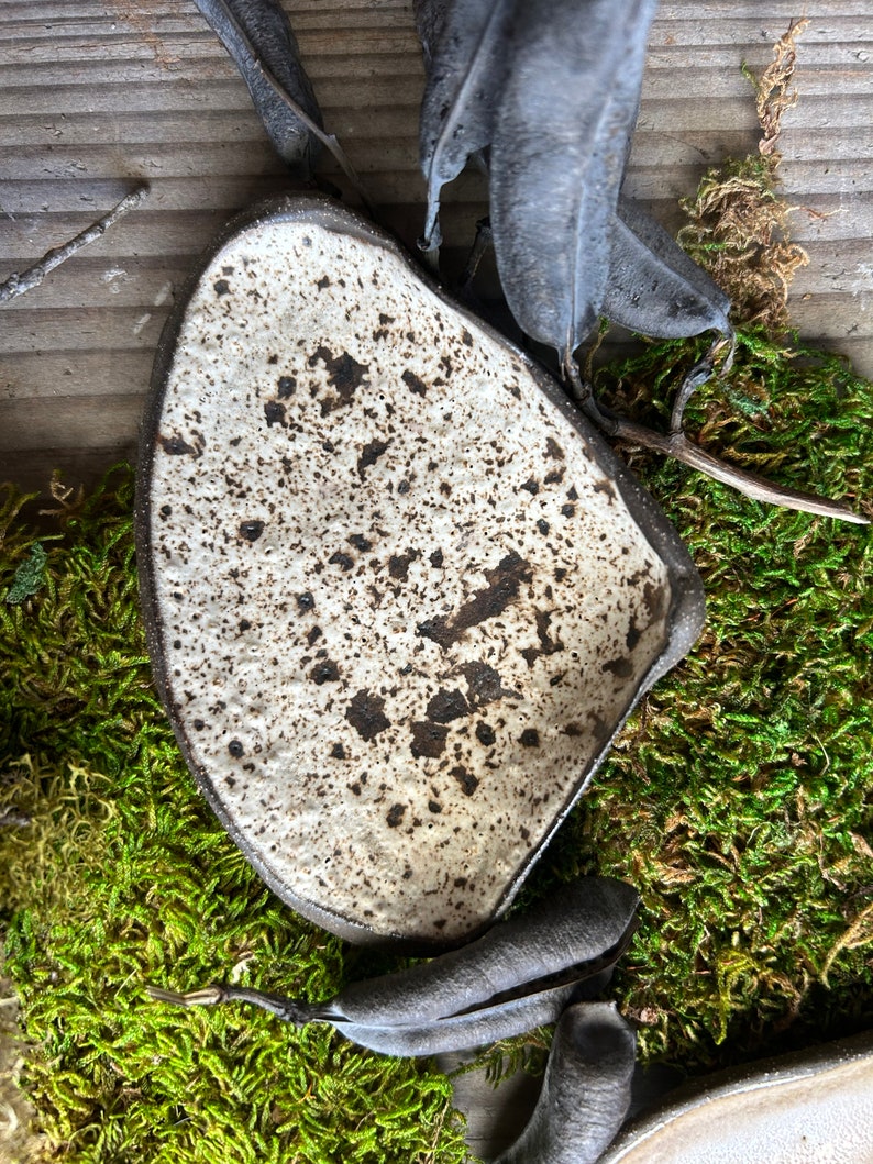 Quahog Ceramic Seaside Jewelry Dish Driftwood