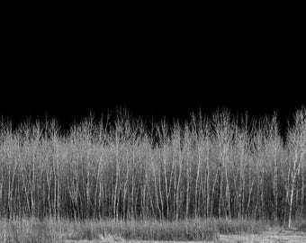 The tree line