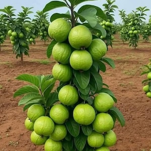 May include: A guava tree laden with numerous green guavas. The fruits are clustered along the branches, surrounded by green leaves. Other guava trees are visible in the background, planted in rows in a field.