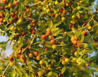 GA-866 Jujube Live Tree | Chinese Red Date Fruit Plant | Ziziphus jujuba in Nursery Pot