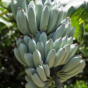 May include: A large, dense cluster of unripe bananas hanging from a stalk. The individual bananas are pale, silvery-green in color with a smooth, firm texture and distinct ridges along their length, tapering to dark brown tips at the ends.
