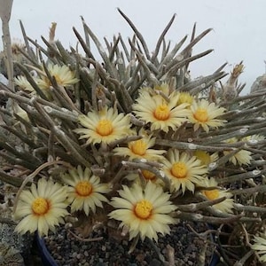 Astrophytum Caput Medusae - Etsy