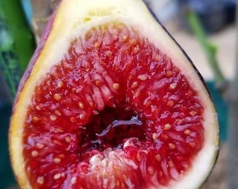 Black Madeira KK Fig Cuttings – Set of 3 Premium Rare Fig Tree Propagation Cuttings