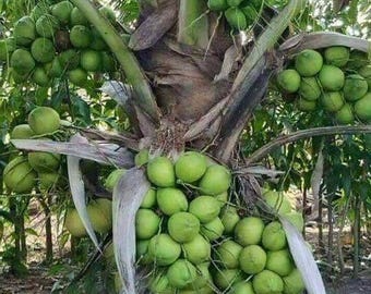 Rare Dwarf Green Malayan Coconut Palm Sprout – Certified Costa Rican Coconut Tree Seedling