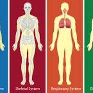 Pu&ograve; includere: Illustrazioni dei sistemi del corpo umano. I sistemi circolatorio, nervoso, scheletrico, respiratorio, digestivo e muscolare sono mostrati in dettaglio, ciascuno su uno sfondo colorato diverso. Le etichette di testo identificano ogni sistema.