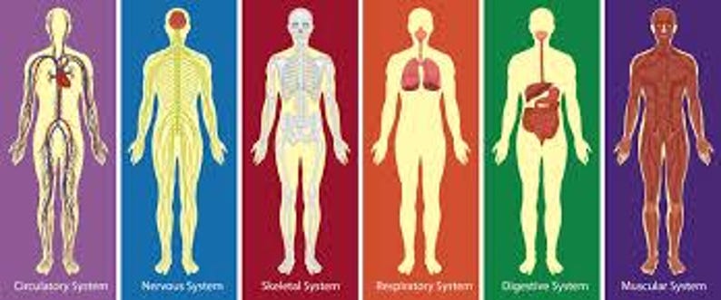 Pu&ograve; includere: Illustrazioni dei sistemi del corpo umano. I sistemi circolatorio, nervoso, scheletrico, respiratorio, digestivo e muscolare sono mostrati in dettaglio, ciascuno su uno sfondo colorato diverso. Le etichette di testo identificano ogni sistema.