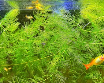 Ceratophyllum demersum, Planta viva para acuario/acuático/de fondo/flotante, Tanque plantado, Paisaje acuático