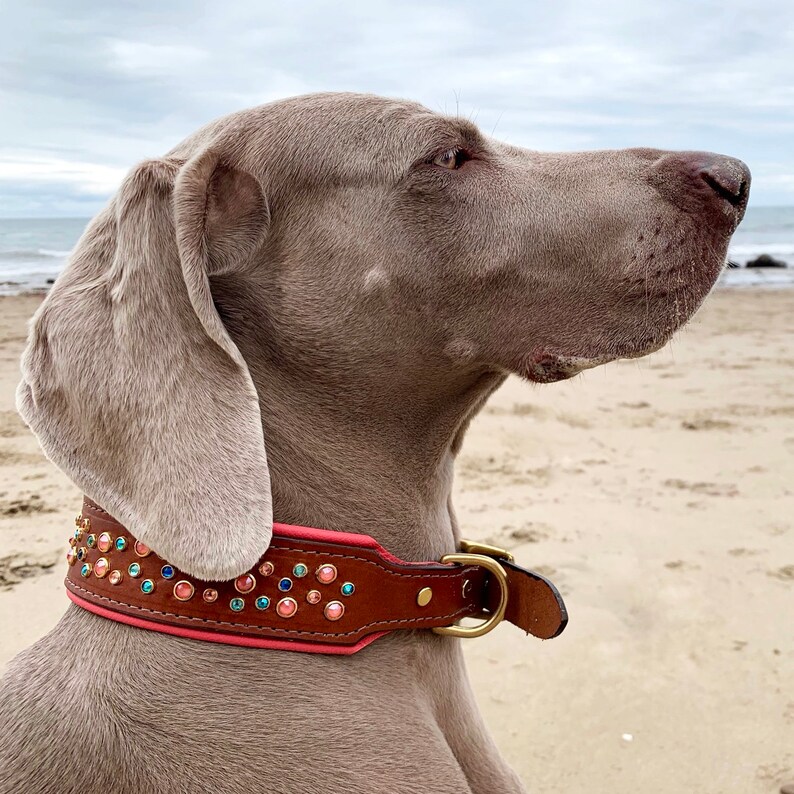 LIVING CORAL Padded Leather Dog Collar / Coral Dog Collar with Etsy