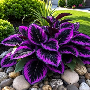 Black and purple hosta fox seeds - 100 seeds. Rare perennial shade-tolerant foliage plant.