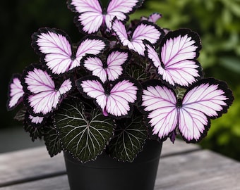 RARE Rex Begonia 'Midnight Magic' Blue Iridescent Orange fuzzy