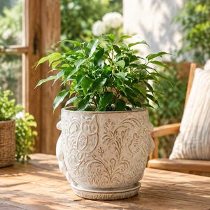 May include: A round, off-white ceramic planter with a matching saucer, featuring embossed owl and floral patterns with a distressed finish. A small green leafy plant is potted inside the container, which has small decorative side handles.