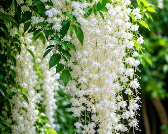 Semillas de jazmín llorón trepador (más de 100 semillas) – Flor trepadora para balcón y jardín