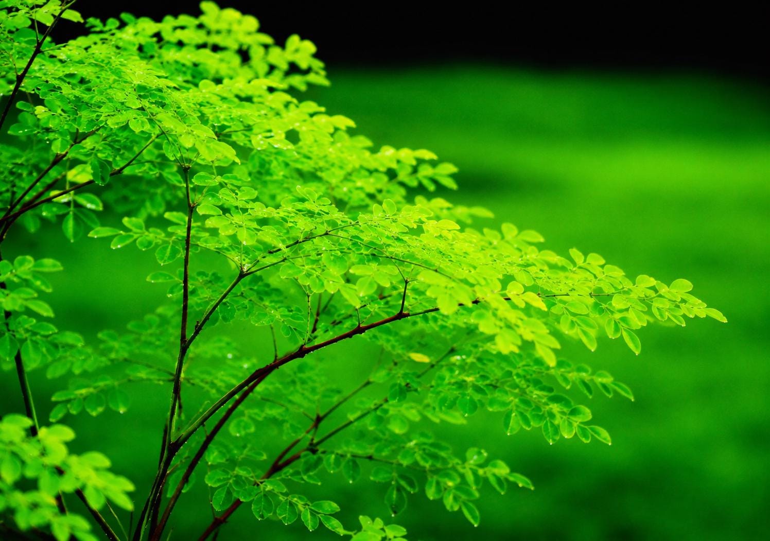 Dwarf moringa seeds - Etsy 日本