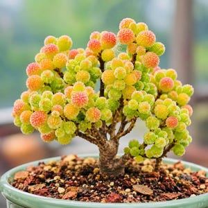 Drosanthemum Globosum Seeds – 100 Seeds | Colorful Ice Plant Succulent | Easy Grow Mesemb