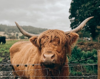 Arte mural de Scottish Highland Coo // Impresión giclée escocesa