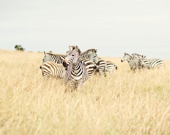 zebra african safari nature maasai mara kenya wildlife wild wanderlust adventure photography photo wall art bohemian decor