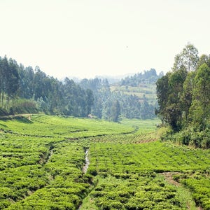 africa photography, nature photograph, rwanda photograph, african art print, square print, africa, tea field, nature, adventure, rwanda, tea