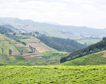 Gisenyi rwanda east Africa photograph Rwandan wanderlust travel photo African adventure travel colorful photography tea plantation