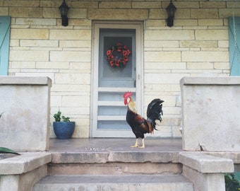 farmhouse, farm photography, rooster photograph. texas photograph, texas art print, square print, farm, farm life