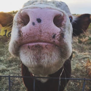 v nosy // photography, cow photograph. texas photograph, texas art print, square print