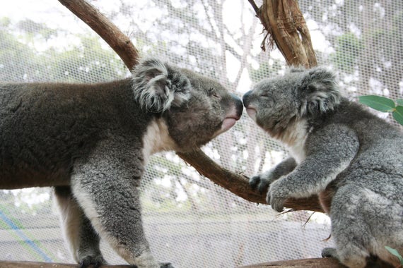 Australia Koalas Melbourne Animal Photography Nature Etsy
