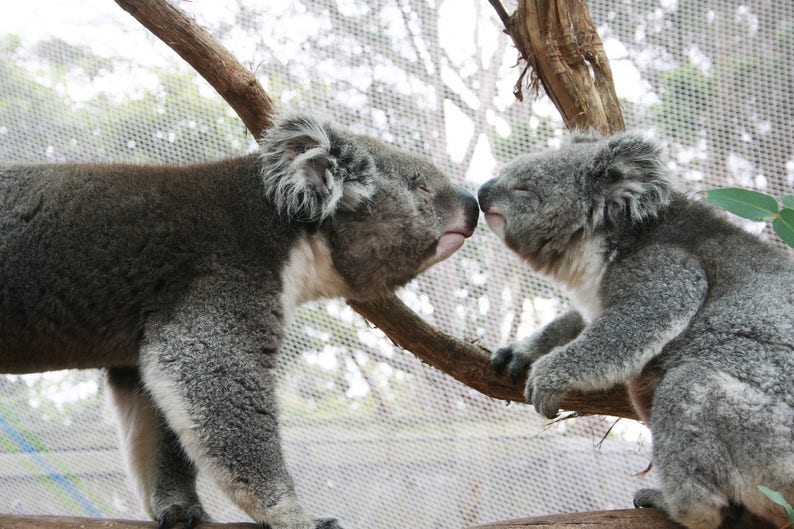 Puede incluir: Dos koalas grises toc&aacute;ndose la nariz en una rama de &aacute;rbol. Los koalas tienen orejas esponjosas y pelaje gris. El fondo es una vista borrosa de una valla de malla y follaje.