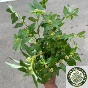 May include: A bunch of fresh green plant stems with pointed leaves and small, clustered, light-coloured flower buds. The plant features thin, branching stalks and vibrant foliage. A circular logo with the text CEYLON GREEN HERBALS is visible.