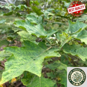 May include: A green plant with broad, lobed leaves and small white flower buds. A red circular stamp in the upper right corner reads BEST QUALITY. A circular logo in the lower right corner features a plant illustration and the text CEYLON GREEN HERBALS.