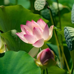 Op de afbeelding: Een bloeiende lotusbloem met zachtroze en witte bloemblaadjes te midden van grote groene waterleliebladeren. Verschillende groene lotuszaaddozen en een gedeeltelijk geopende bloemknop zijn zichtbaar in het omliggende gebladerte in deze natuurlijke scène.