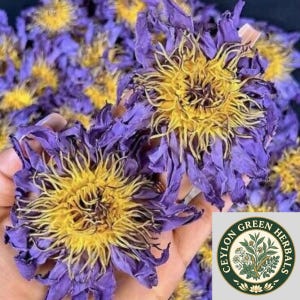 以下が含まれることがあります： 鮮やかな紫色の花びらと、密度が高く質感のある黄色い中心部を持つ乾燥したブルーロータスの花。花は房状に配置されており、複雑で薄く、わずかにカールした花びらの構造と、明るい黄色の雄しべが特徴的です。