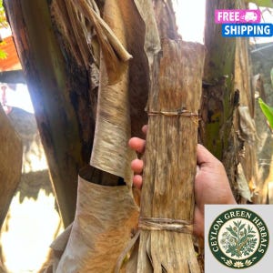 Puede incluir: Un paquete cilíndrico de hojas de plátano secas de color marrón claro, asegurado con un cordel fino de fibra natural. La textura de las hojas es fibrosa y desgastada, mostrando variaciones naturales de color y tono en la superficie.