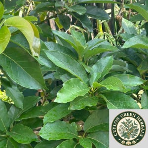 Può includere: Un rigoglioso albero di avocado con foglie ovali di un verde vivace coperte da piccole gocce d'acqua. Un logo circolare nell'angolo in basso a destra presenta il testo CEYLON GREEN HERBALS attorno a un'illustrazione botanica di piante.