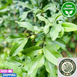 Puede incluir: Una rama de guayabo con hojas de color verde vibrante y dos frutos de guayaba pequeños, redondos y de color verde claro. Una insignia verde circular en la esquina superior derecha muestra el texto 100% ORGANIC con un icono de planta, y un logo abajo a la derecha dice CEYLON GREEN HERBALS.